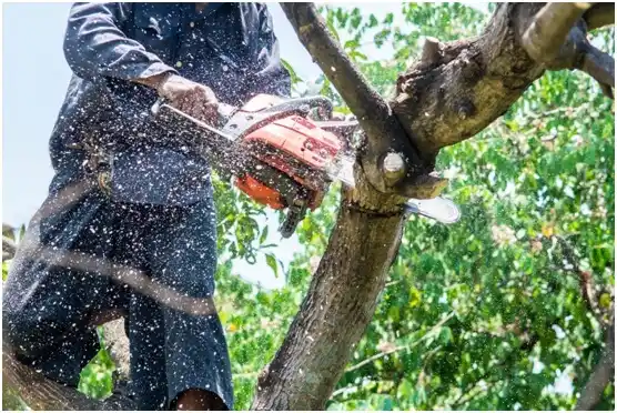 tree services South Waverly